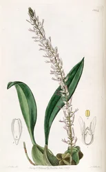 Bulbophyllum cocoinum